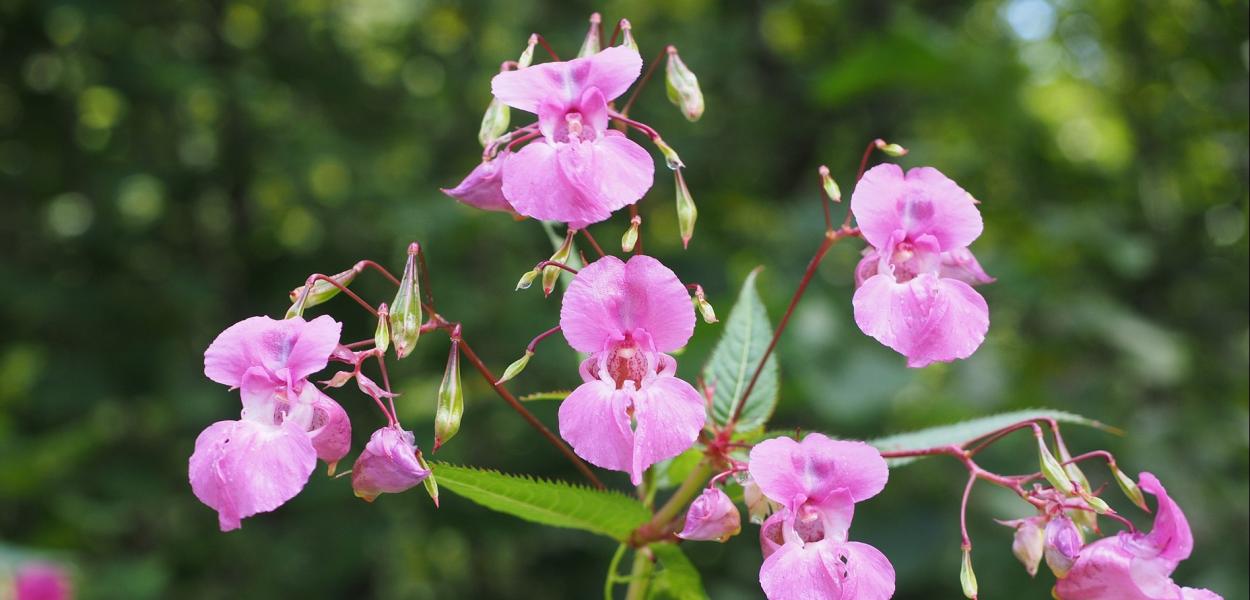 Indicateur | État et suivi des plantes exotiques envahissantes