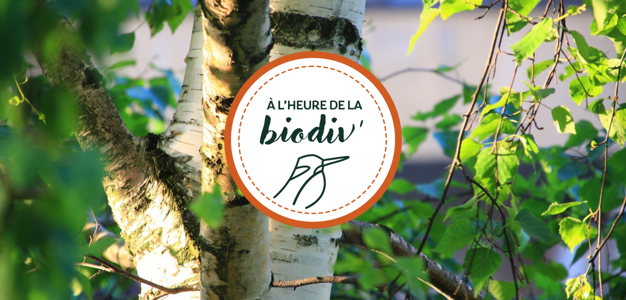 À l'heure de la biodiv' - Webinaires "Végétalisation"