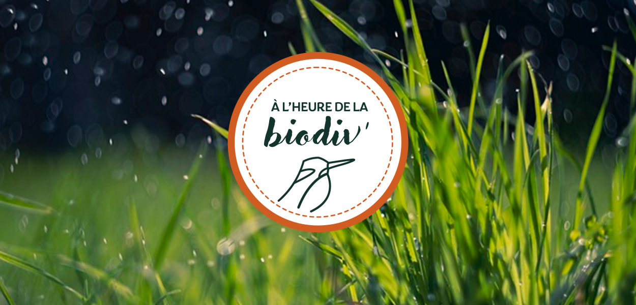 À l'heure de la biodiv' - Webinaires "Parcours de l'eau"