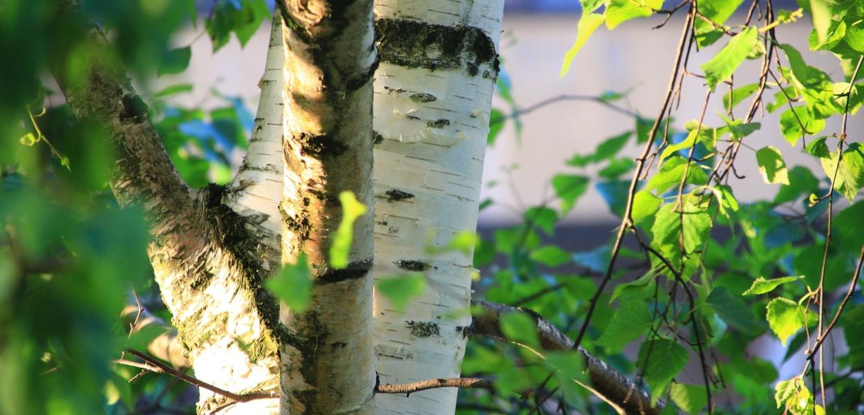 À l'heure de la biodiv' - Webinaires "Végétalisation"