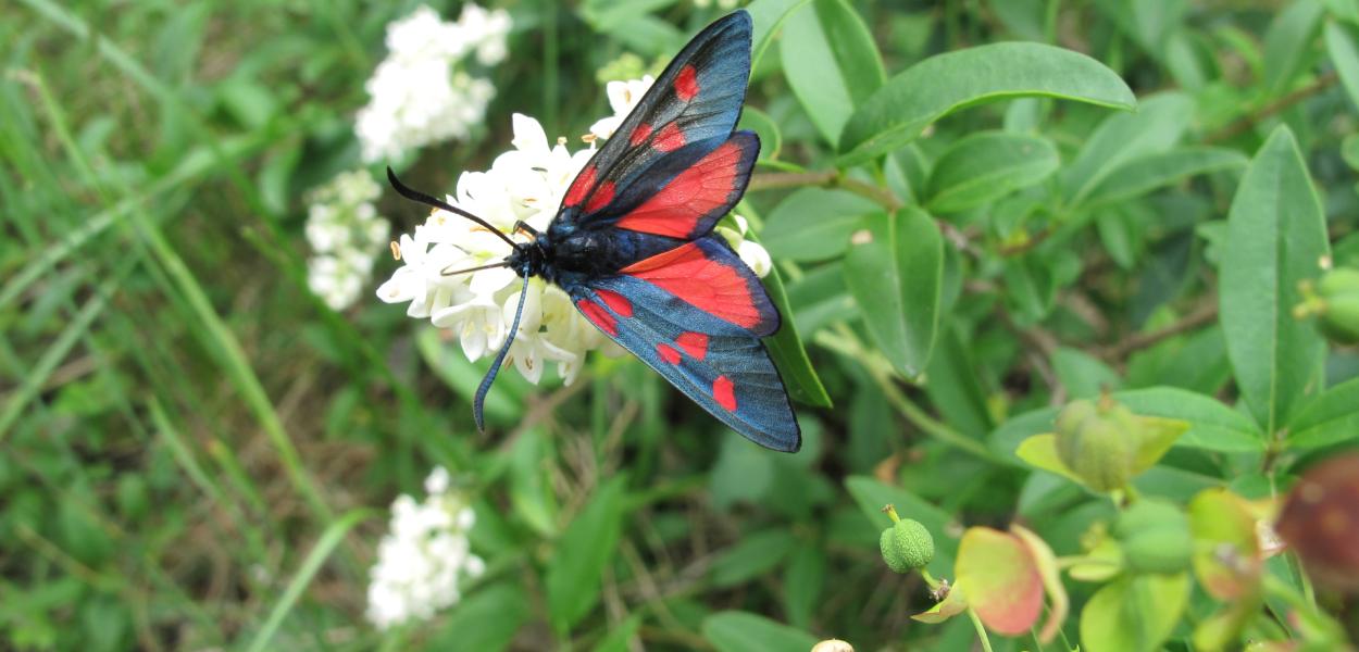 Chapitre Papillons