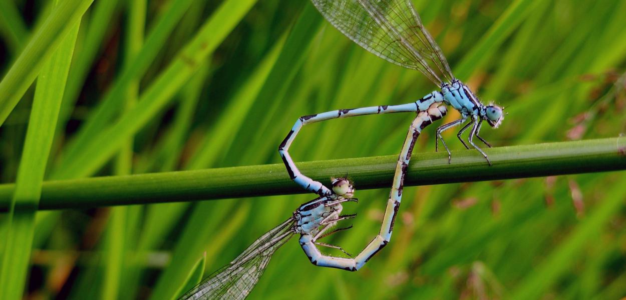 Chapitre Libellules et demoiselles