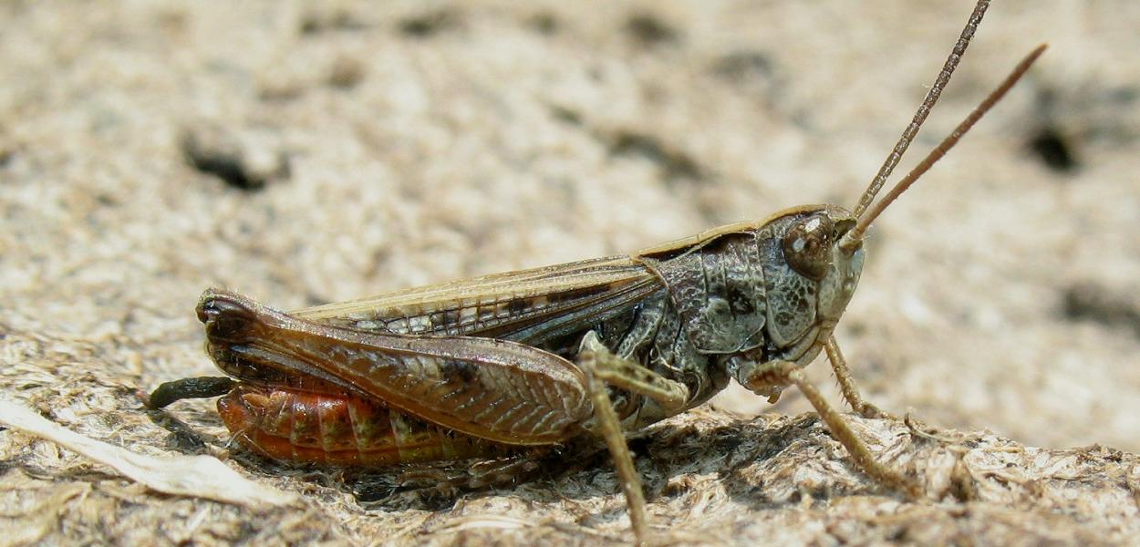 Chapitre Orthoptères mantes et phasmes