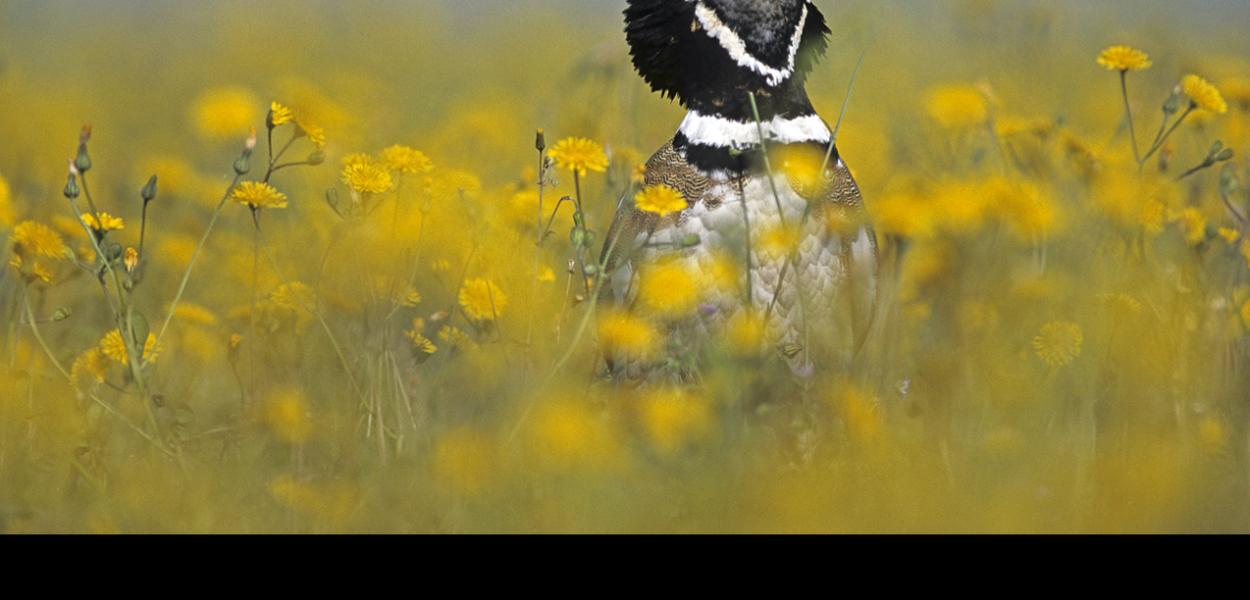 Chapitre Oiseaux nicheurs