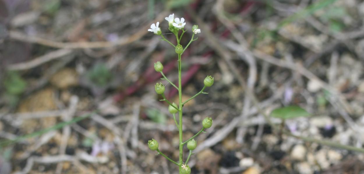 Sortie botanique à la Réserve naturelle régionale du marais de Taligny (37) | CBNBP