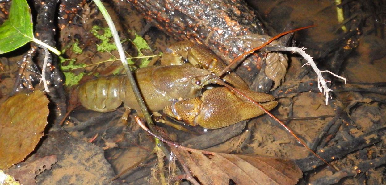 Outil régional d'aide à la détermination des macro-crustacés aquatiques