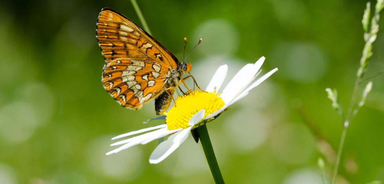 Contribuer à un inventaire participatif : le suivi temporel des papillons de jour