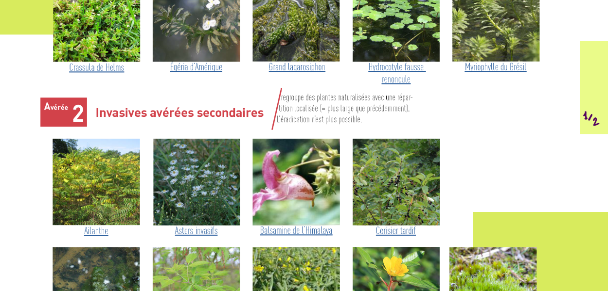Répertoire photographique des plantes exotiques envahissantes en Centre-Val de Loire | ORB