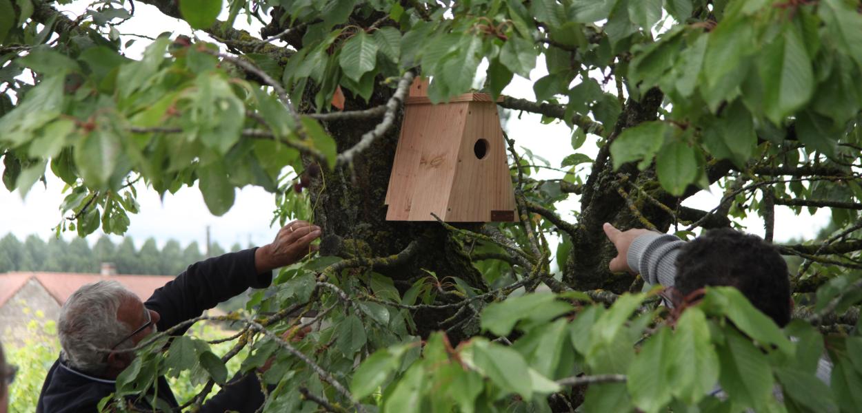 Étude et amélioration de la biodiversité dans le vignoble de l'AOC Chinon