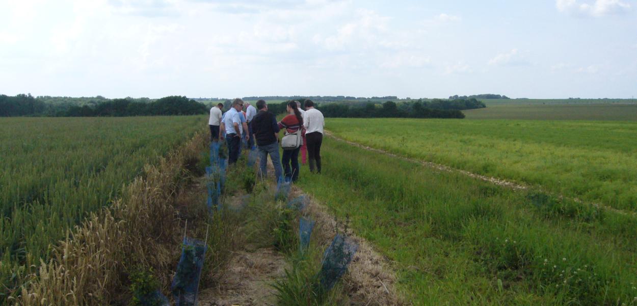 "Des bouchures pour demain" le Pays Castelroussin Val de l'Indre organise une opération collective de plantation de haies