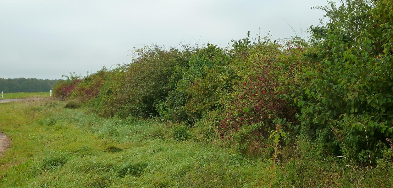 "Plantons le Décor" en Pays de Bourges, pour requalifier les paysages