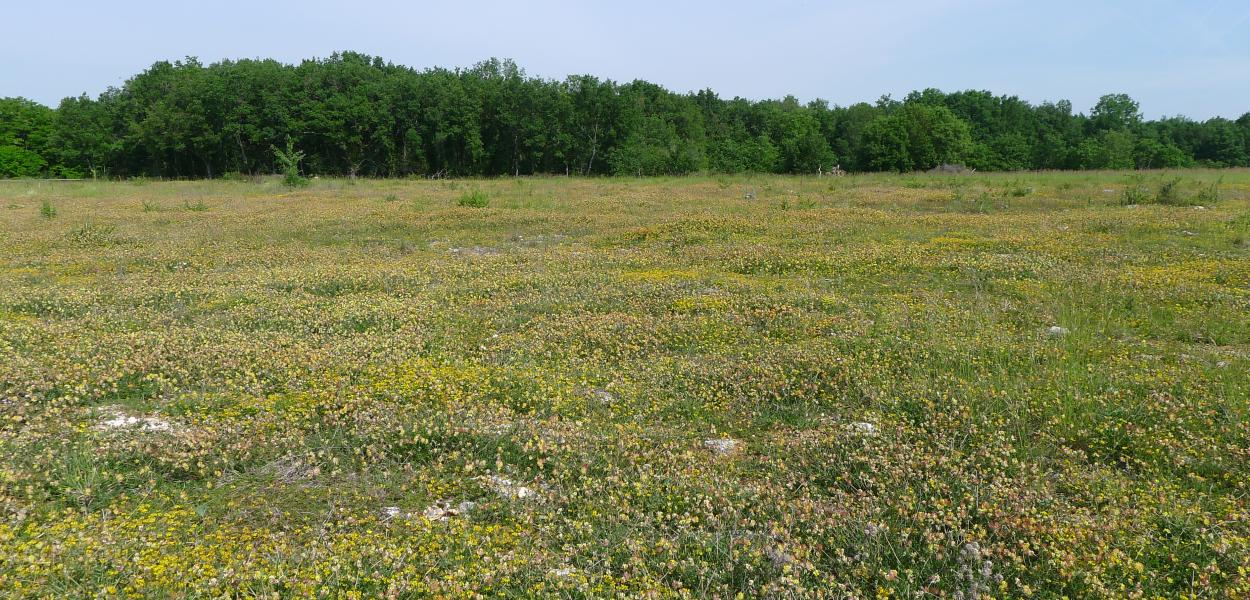 Les Causses des veillons : des pelouses calcicoles à restaurer