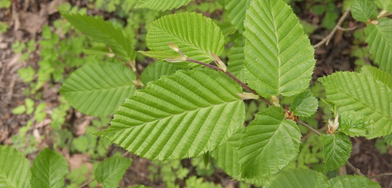 Végétal local au service de la biodiversité, CBNBP - JT Plantons local -2019