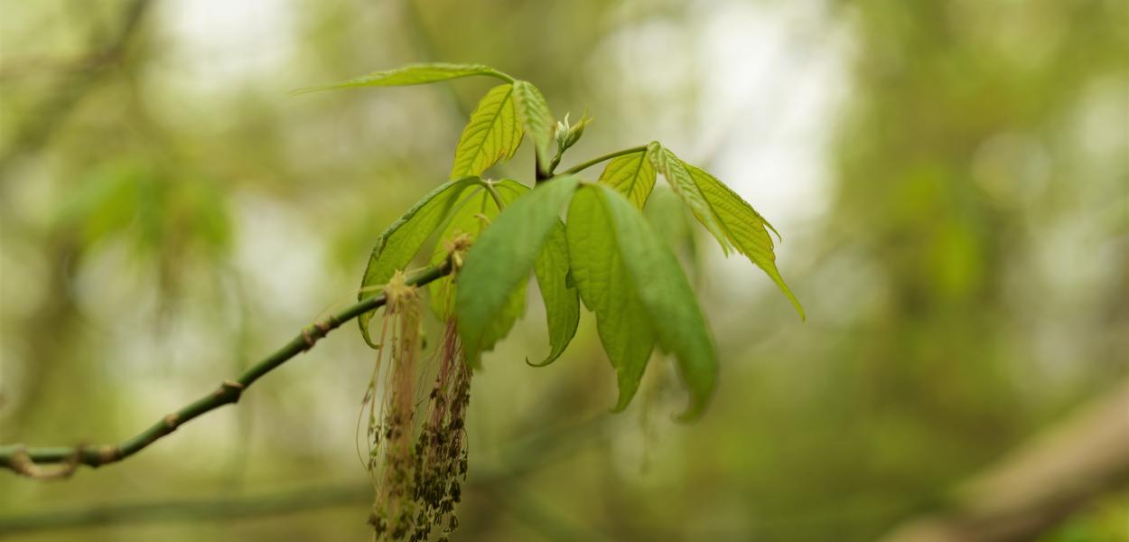 Les plantes invasives en région, GTPI - JT Plantons local -2019