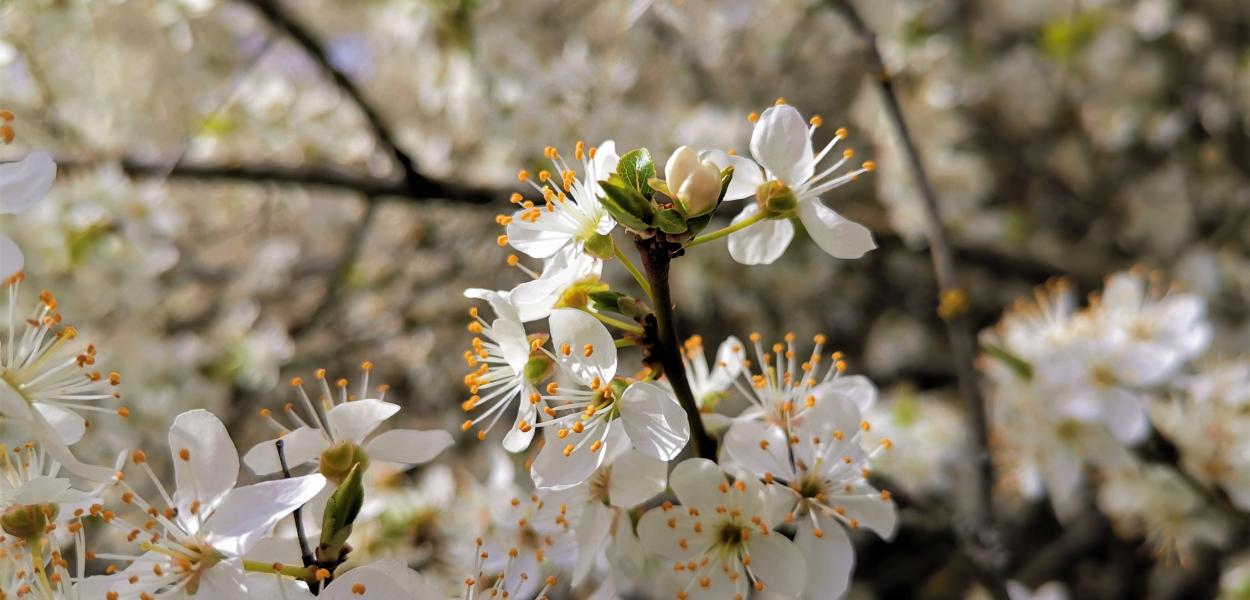 Aménagements d'espaces naturels et urbains, ville de Bourges - JT Plantons local -2019