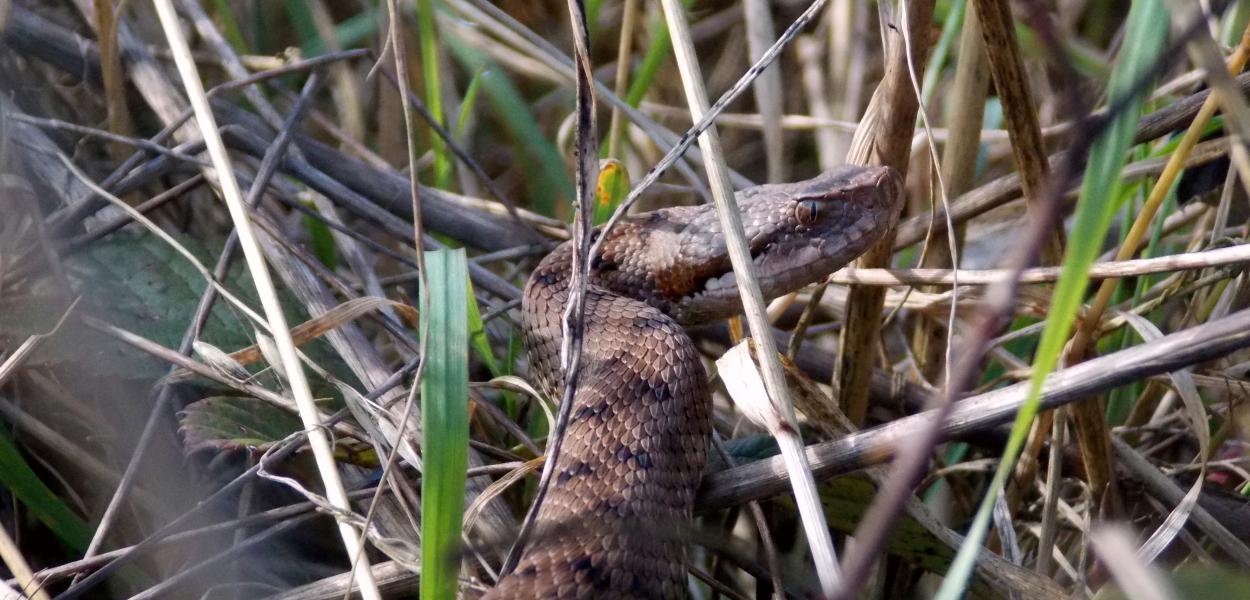 Connaissance de la biodiversité animale régionale, chiffres 2015