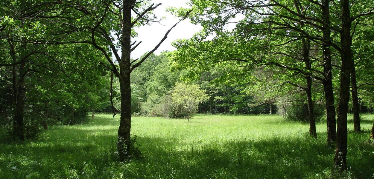 Biodiversité, forêt et surfaces protégées, chiffres 2020