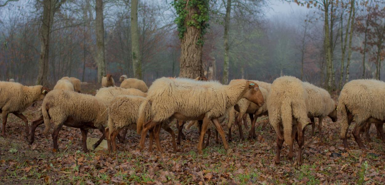 Gestion de la biodiversité domestique, chiffres 2020