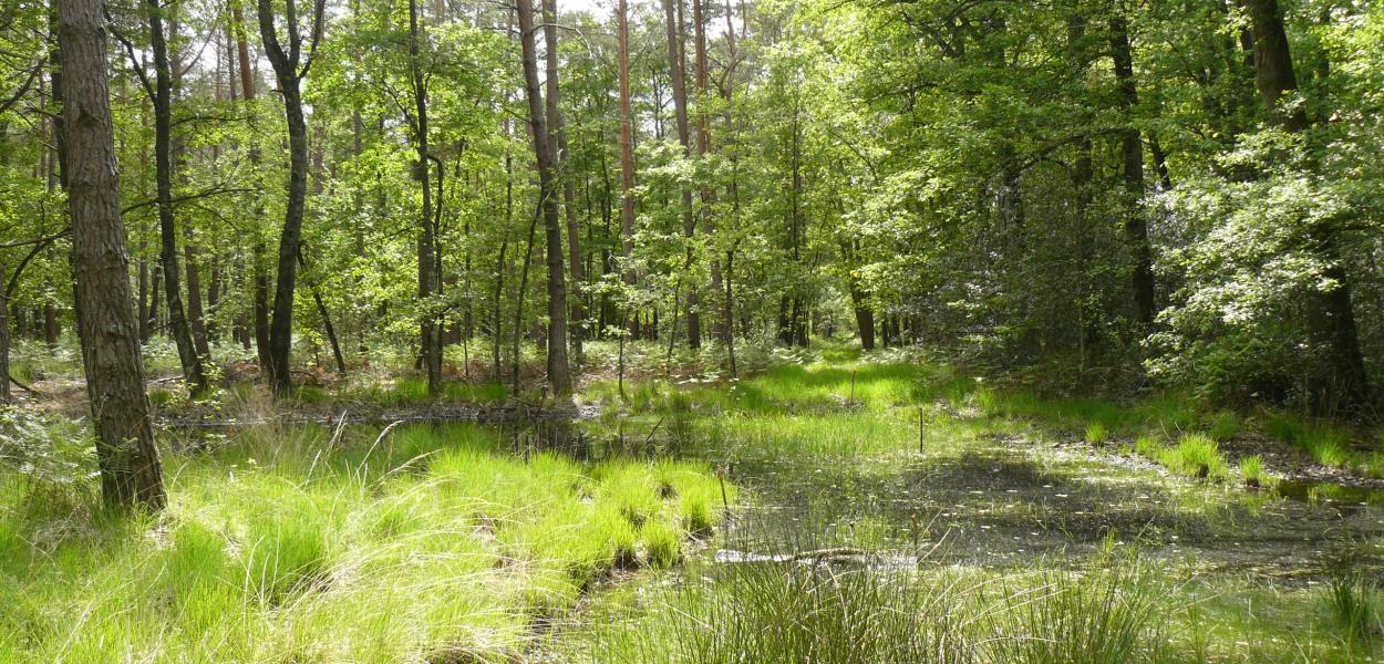 Biodiversité, forêt et gestion durable, chiffres 2018 et 2020