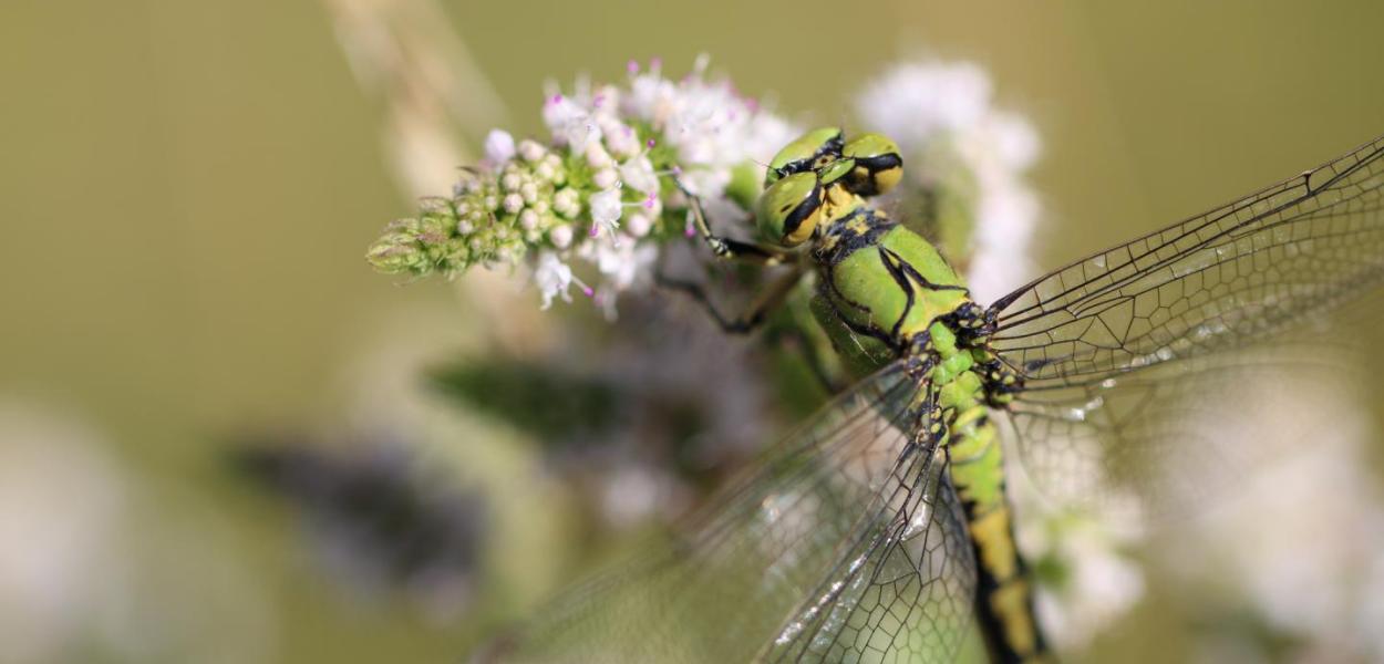 Fiche espèce emblématique : le Gomphe serpentin