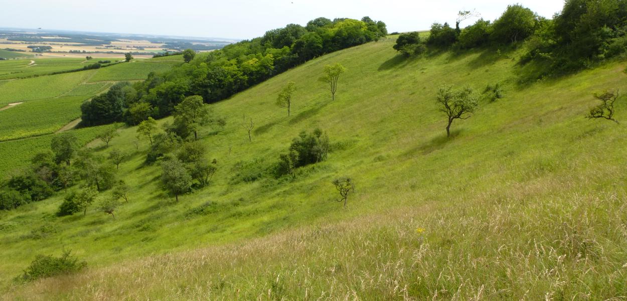 Les pelouses sèches sur sols calcaires