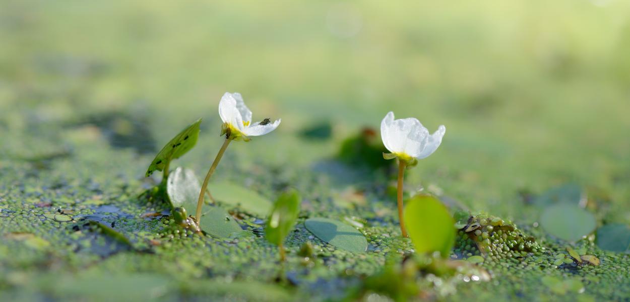 Fascicule Solutions fondées sur la nature