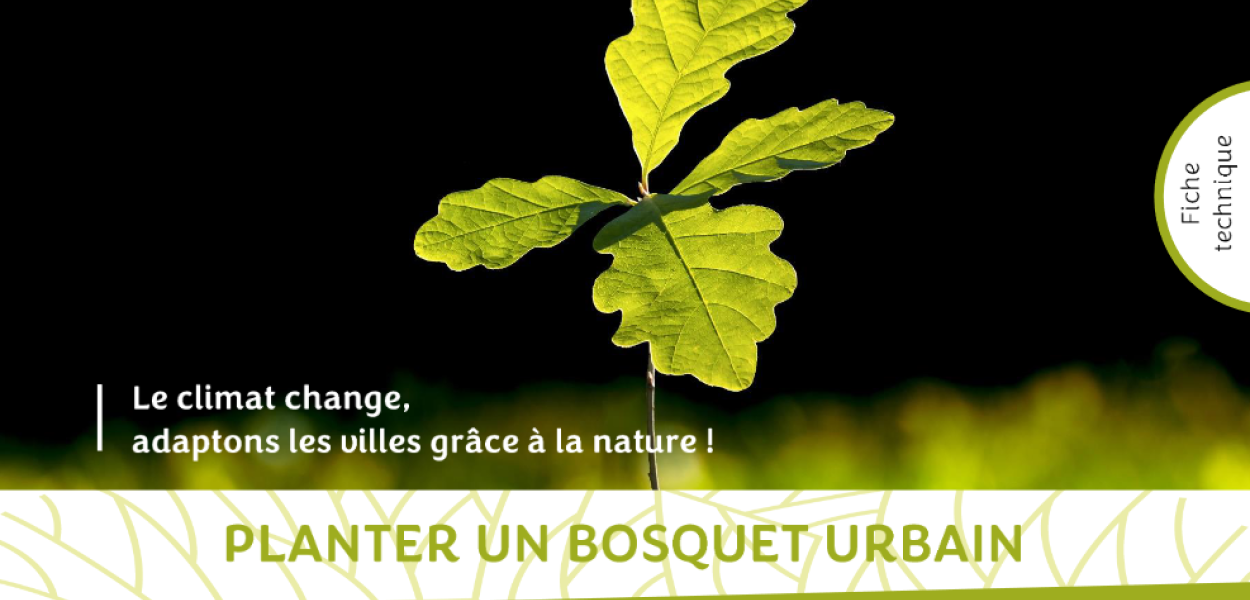 Planter un bosquet urbain