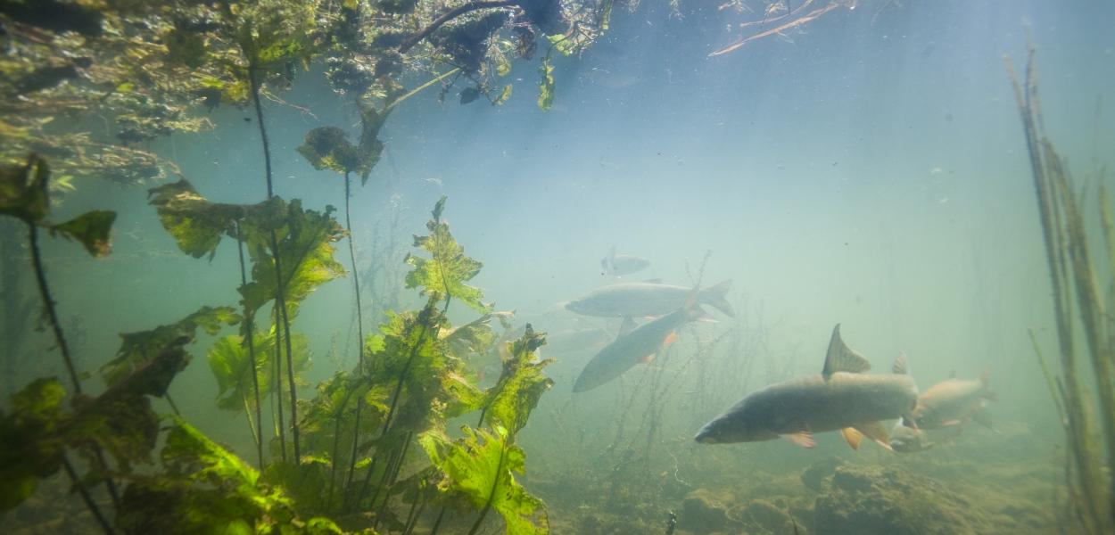 CP - Menaces sur l'eau et la biodiversité en Centre-Val de Loire