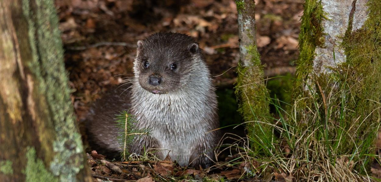 CP - Parution du nouvel état des lieux régional de la biodiversité 2022