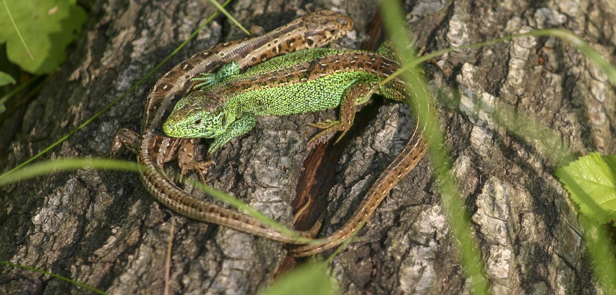 CP - État de la faune et de la flore  en Centre-Val de Loire : les nouvelles données