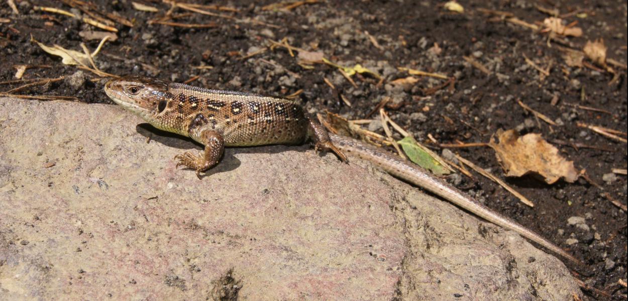 Fiche espèce emblématique : le Lézard des souches