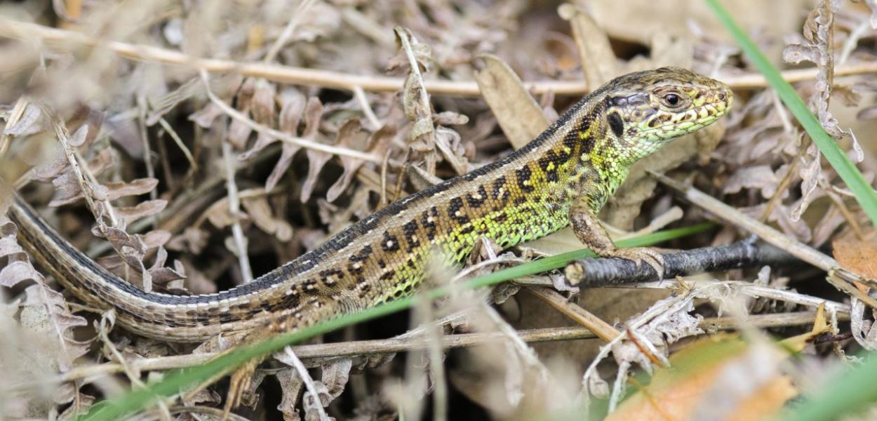 Fiche espèce emblématique : le Lézard des souches