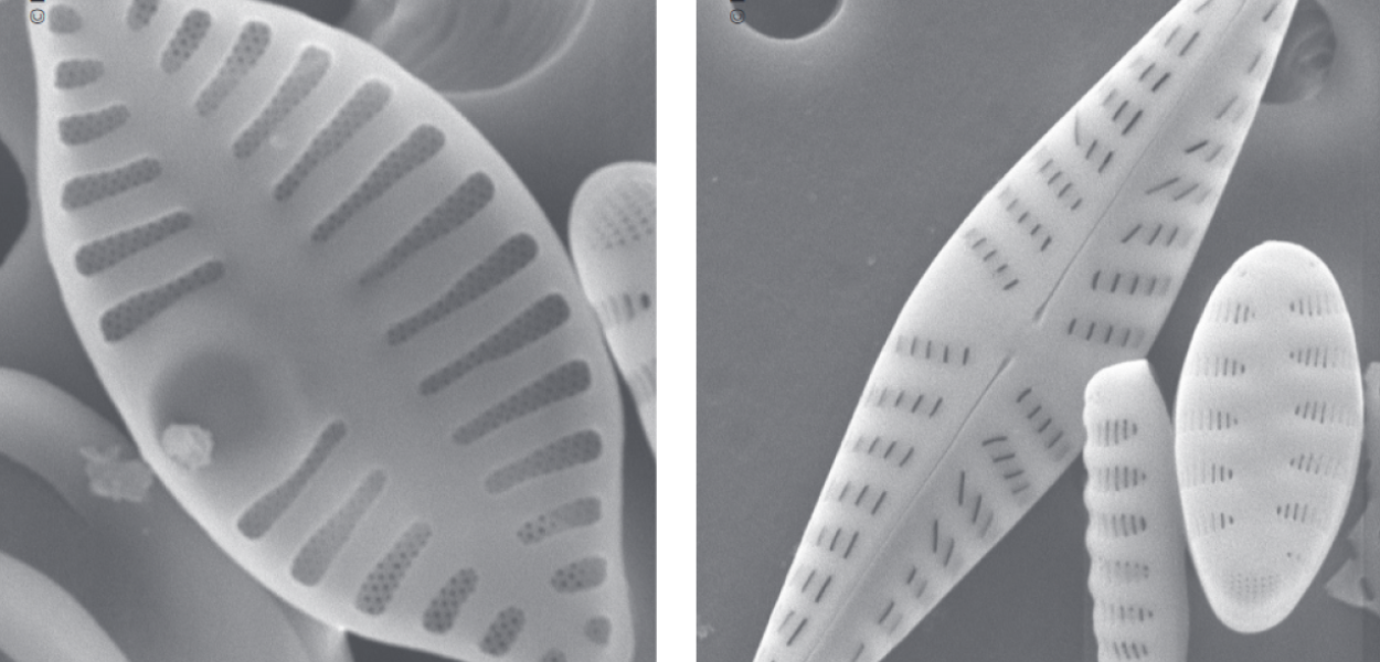 Chapitre Diatomées