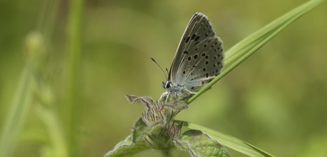 Poster sur les papillons de jour des pelouses, prairies et landes