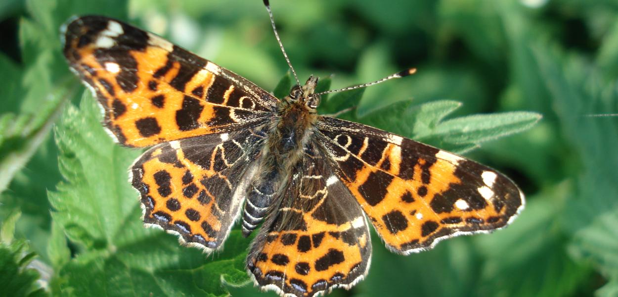 Chiffres clefs sur les papillons de jour en France et en Centre-Val de Loire