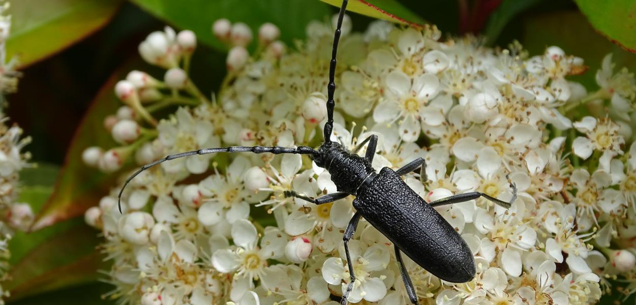 Observer la biodiversité avec les sciences participatives