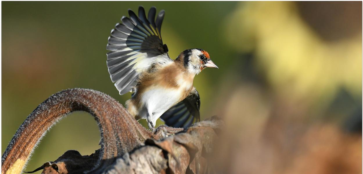 Oiseaux et santé des écosystèmes | BSV, 2023