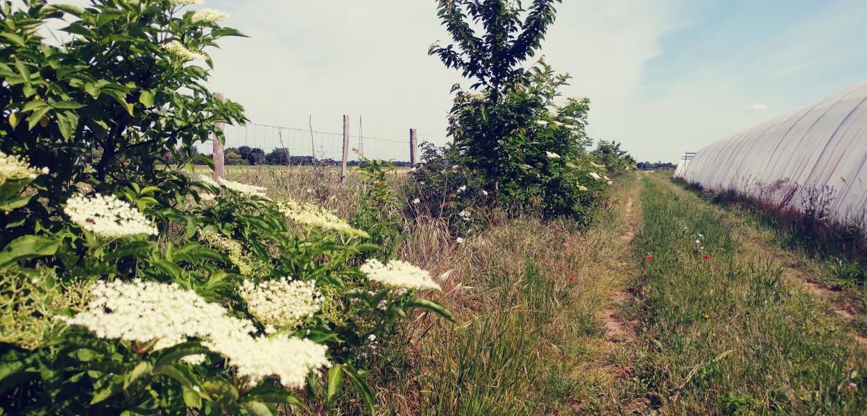 Les superpouvoirs de la haie : avenir de nos territoires | Alterre BFC