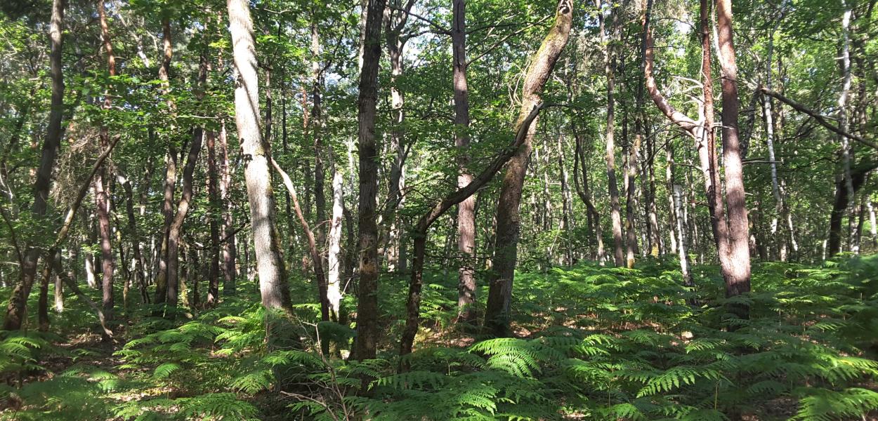Protéger les forêts par la libre évolution | Cen CVL et 41