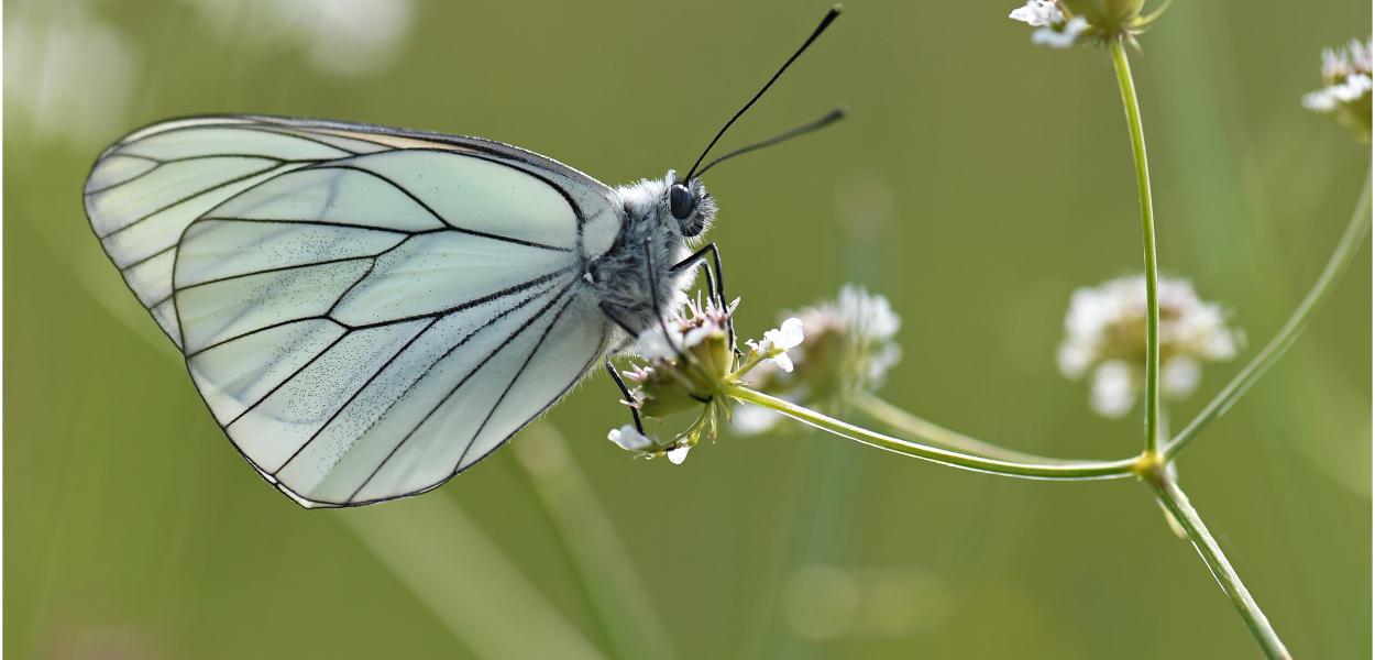 Mini guide d'identification des papillons de plaine | Suivi temporel des Rhopalocères de France (STERF)