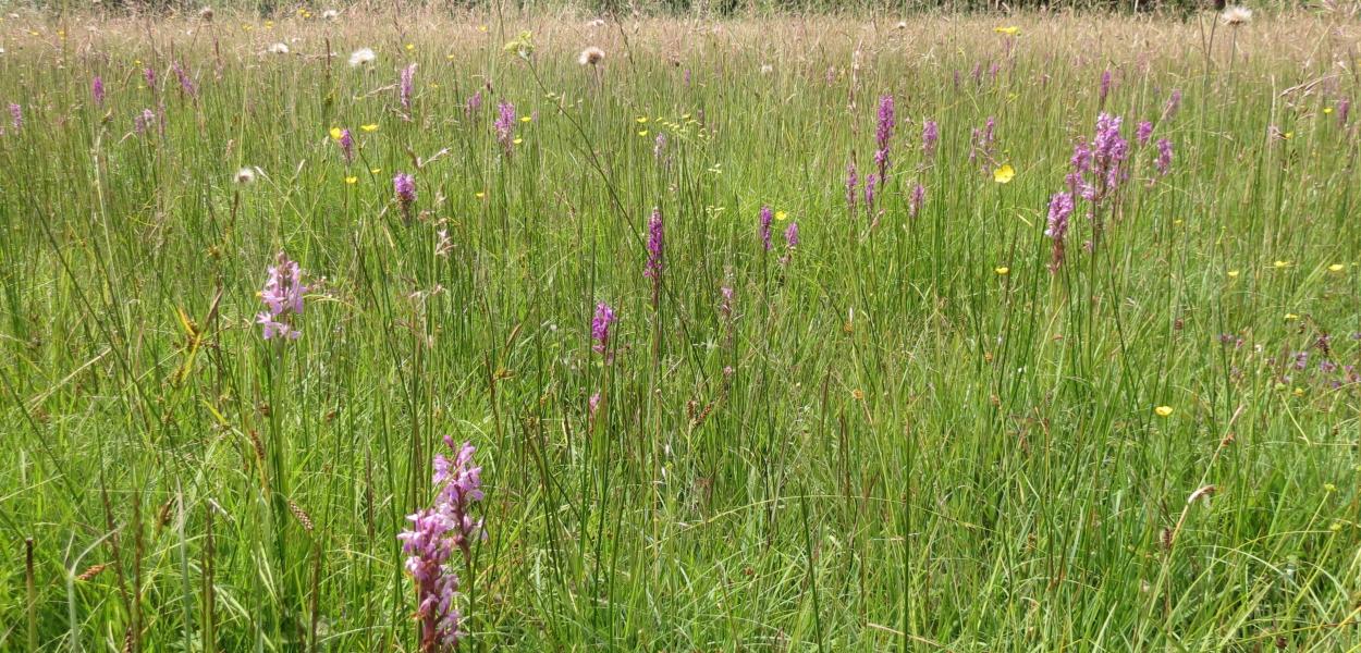 Fiche habitat emblématique : les prairies humides à orchidées