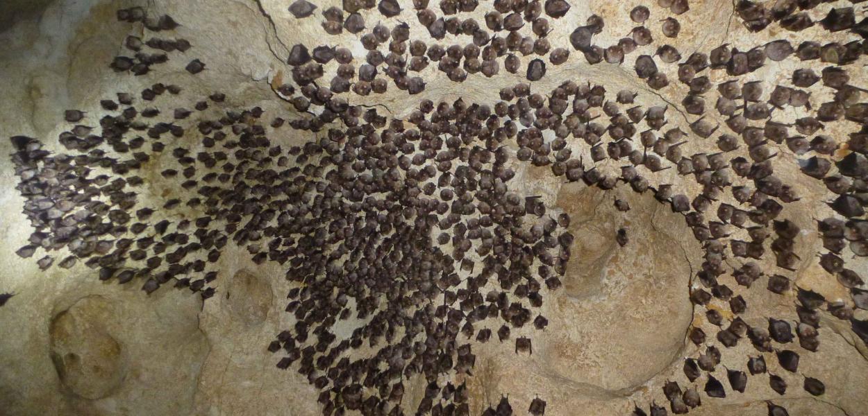 Fiche espèce emblématique : le Rhinolophe euryale