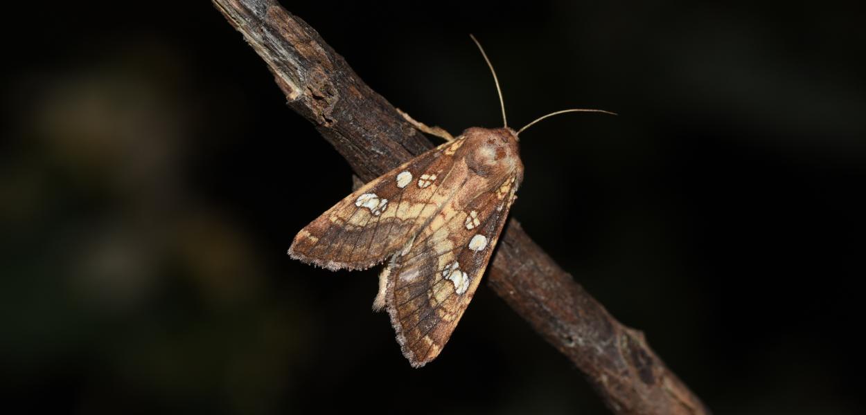 Fiche espèce emblématique : la Noctuelle des Peucédans