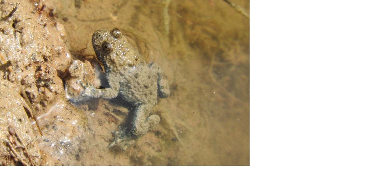 Fiche espèce emblématique : le Sonneur à ventre jaune