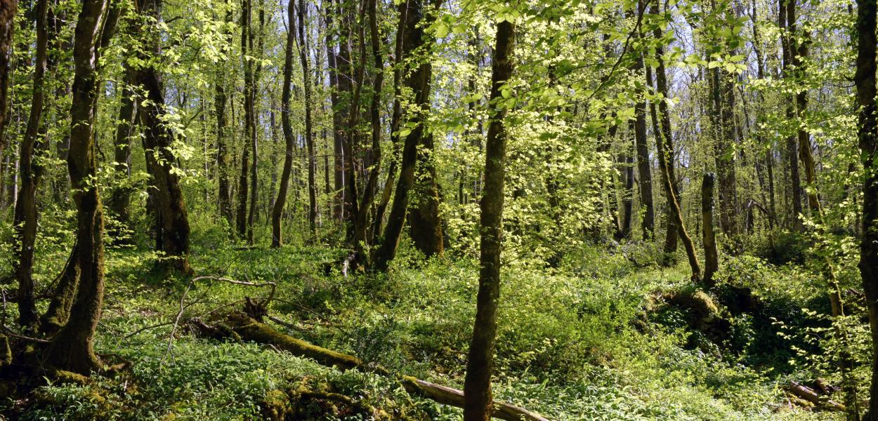 Récap' d'indicateur : état et suivi de la forêt