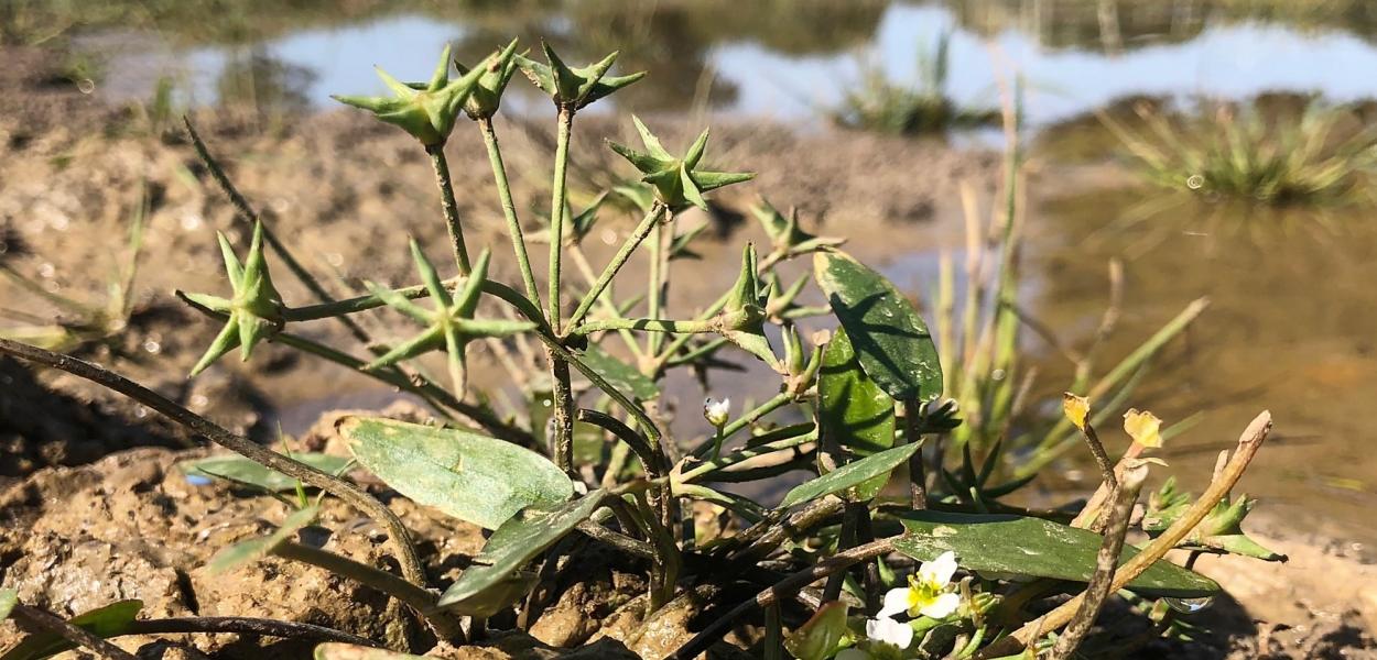 Fiche espèce emblématique : l'Étoile d'eau