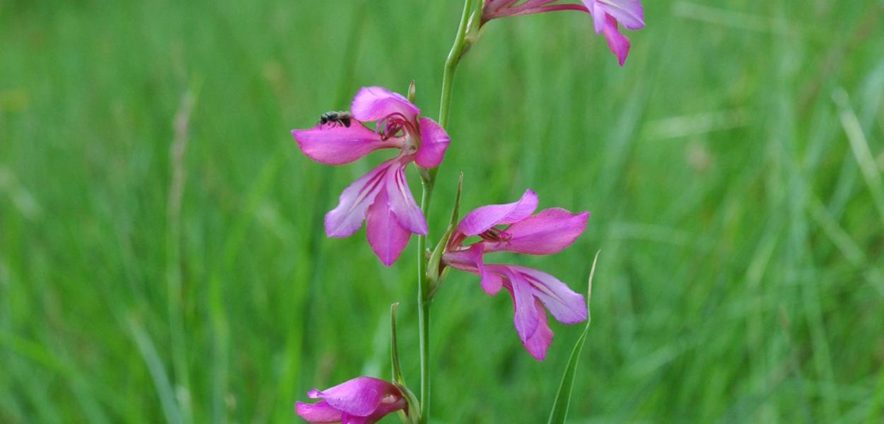Fiche espèce emblématique : le Glaïeul de Galice
