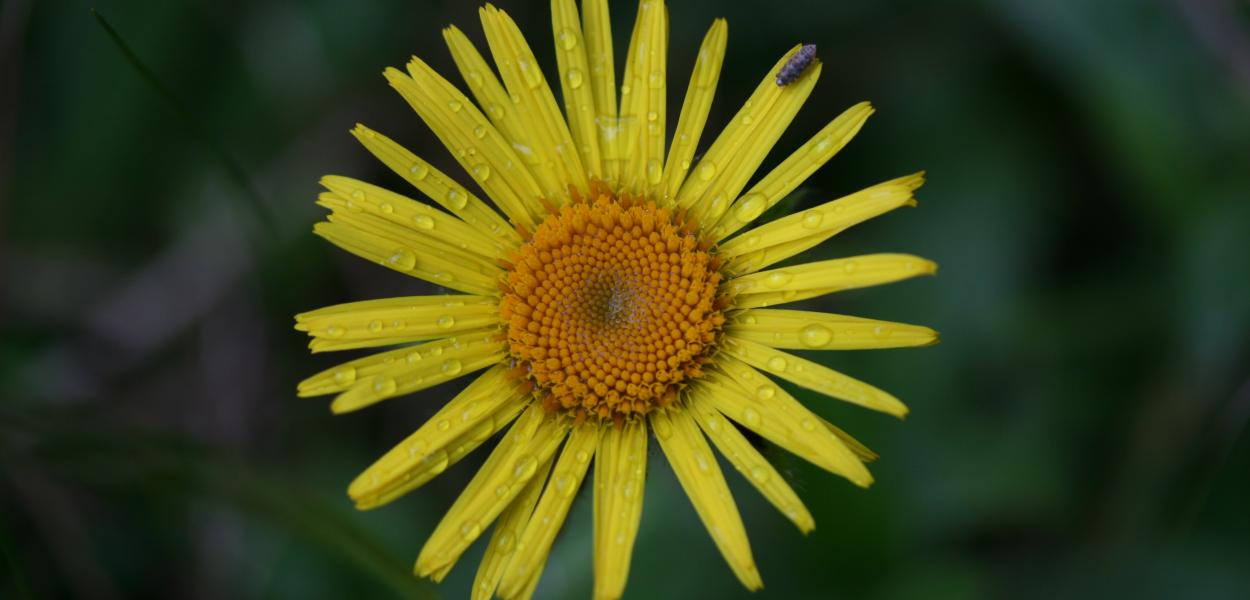 Fiche espèce emblématique : l'Inule hérissée