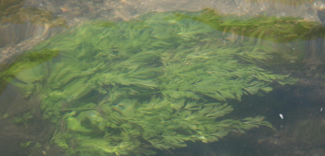 Fiche espèce emblématique : l'Œnanthe des rivières