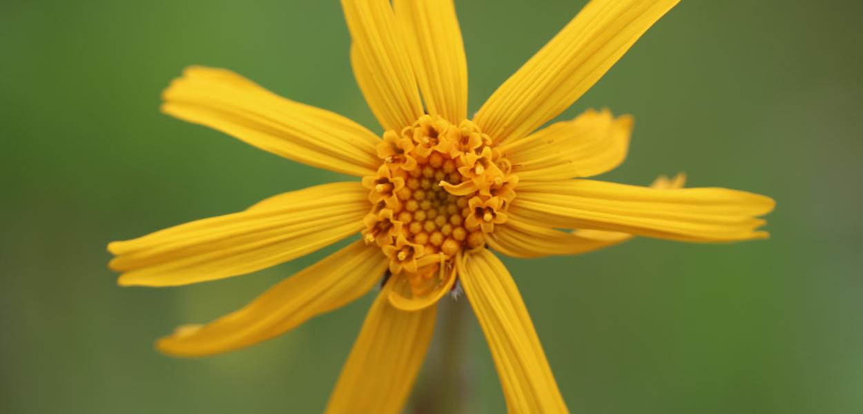 Fiche espèce emblématique : l'Arnica des montagnes